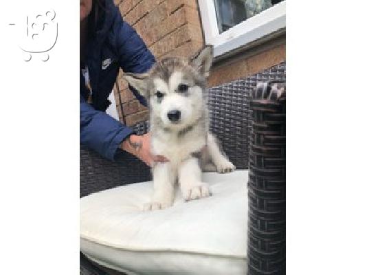 PoulaTo: Alaskan Malamute Puppies